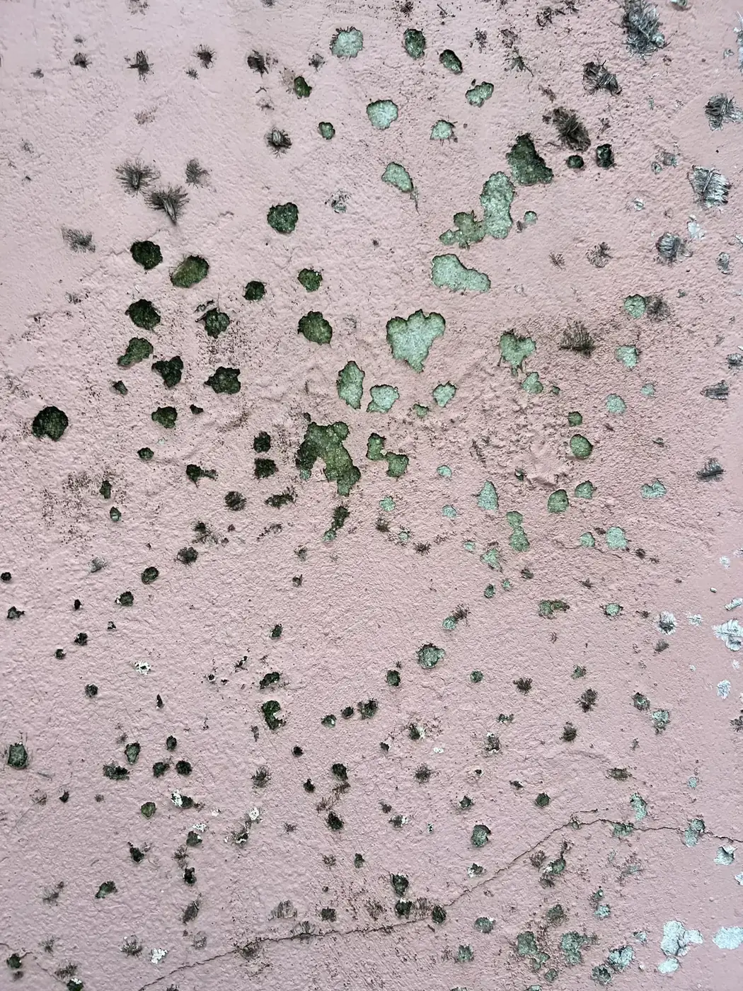 Pink rendered wall colonised by green lichen — scattered circular forms