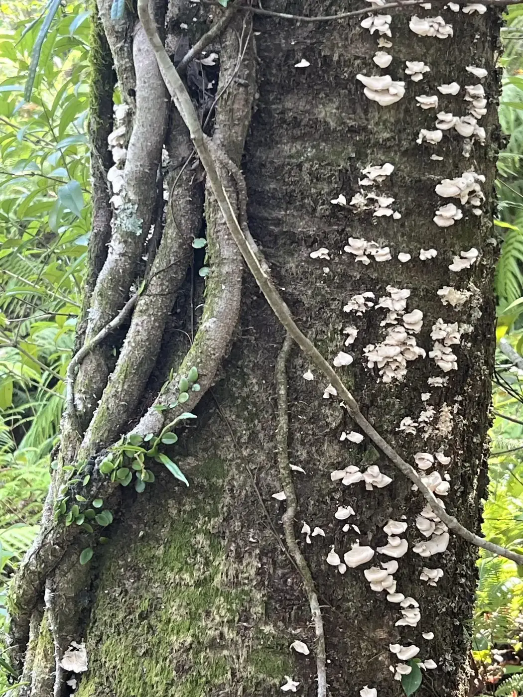 Bracket fungi on bark