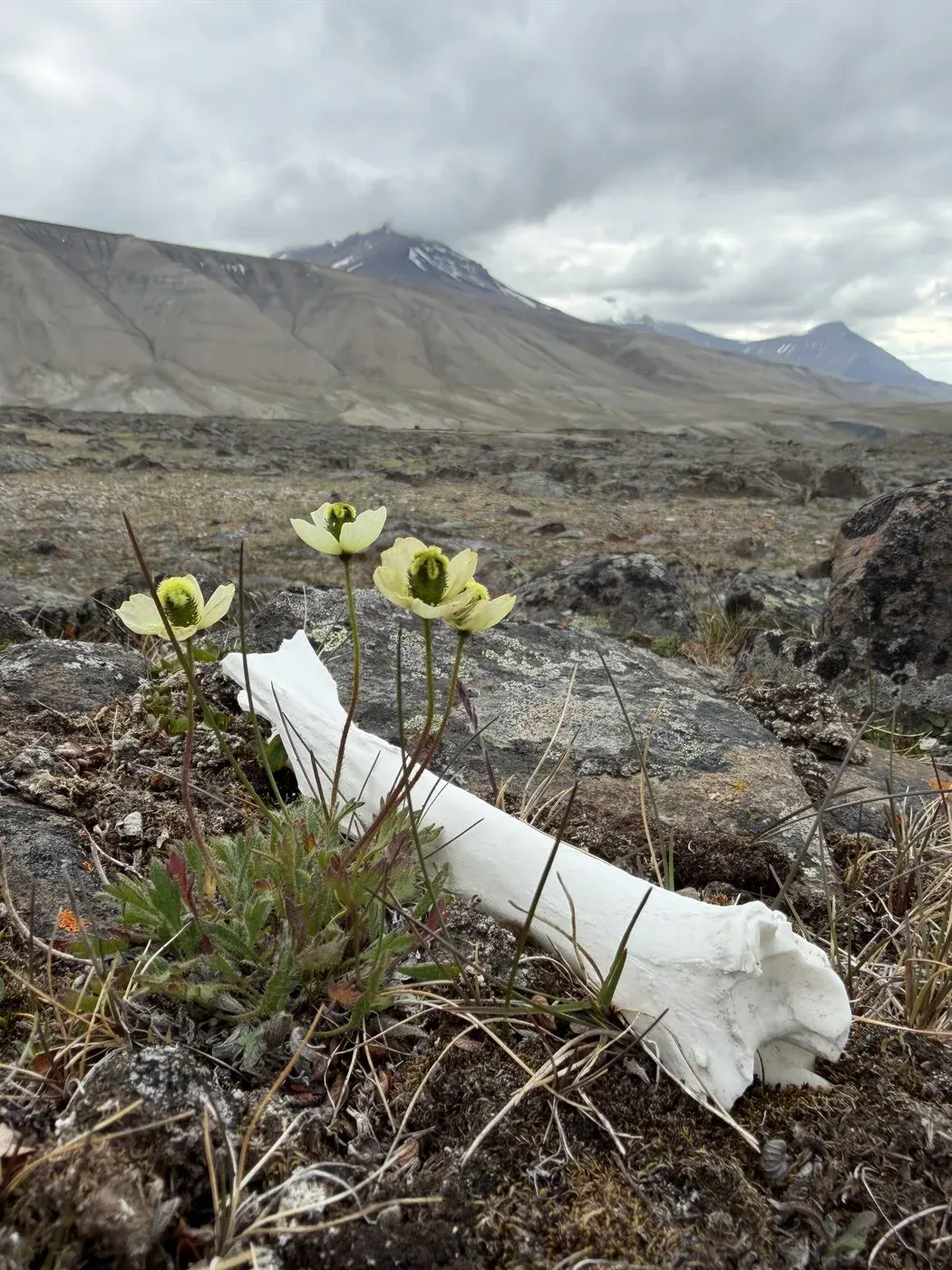 Svalbard — a reindeer long bone and Svalbard poppies in the moraine, mountains beyond
