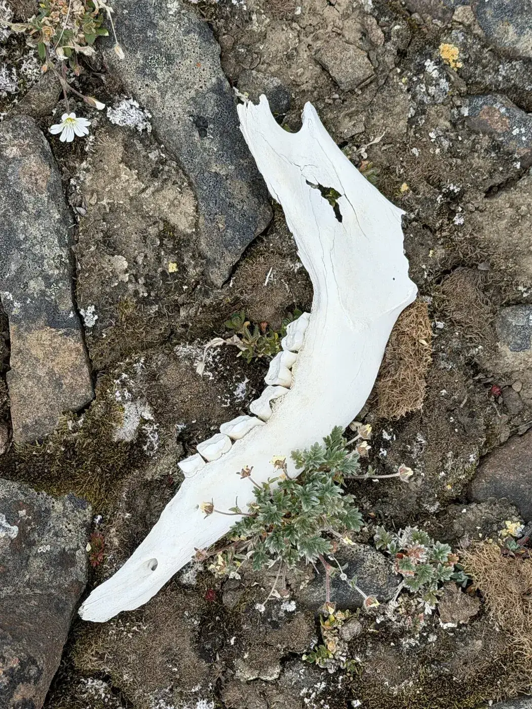 A bleached mandible with mountain avens growing in the gap where the teeth were