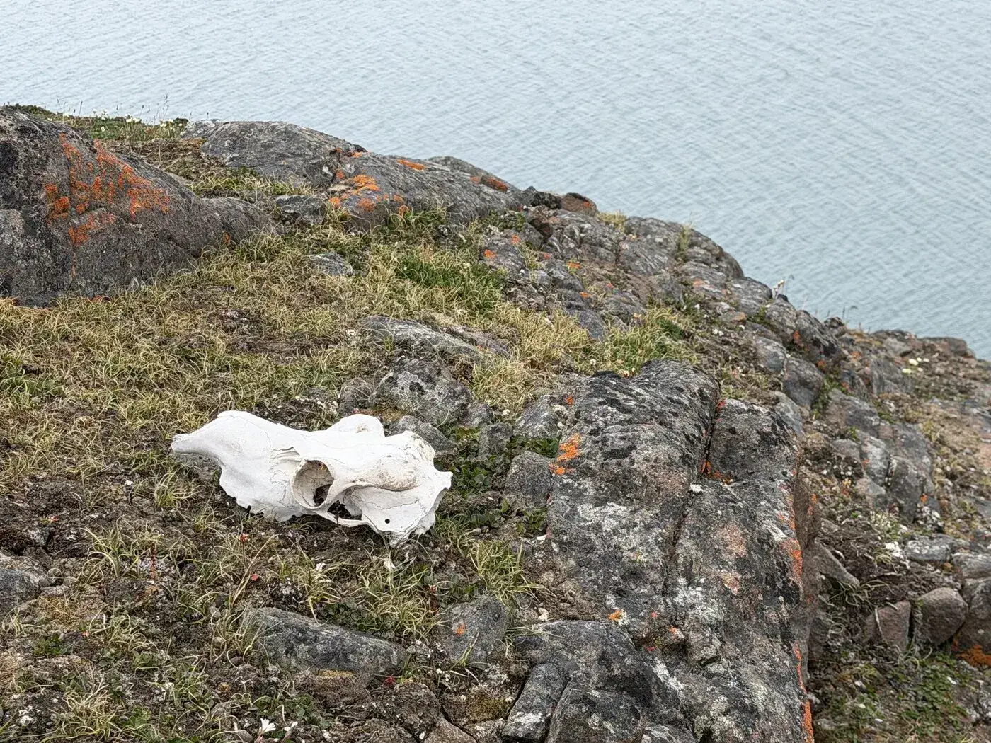 A reindeer cranium on lichen-covered coastal rock, the fjord beyond